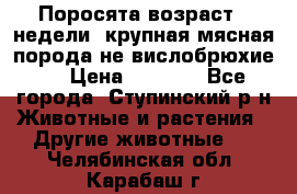 Поросята возраст 4 недели, крупная мясная порода(не вислобрюхие ) › Цена ­ 4 000 - Все города, Ступинский р-н Животные и растения » Другие животные   . Челябинская обл.,Карабаш г.